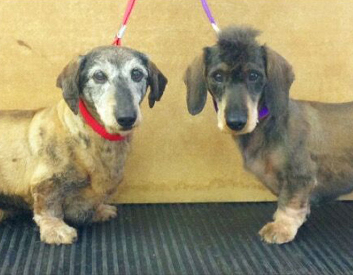 dog grooming handforth, manchester